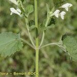 Scutellaria albida その他の提案