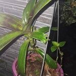 Callisia fragransFolla