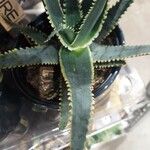 Aloe dawei Lapas