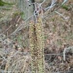 Alnus serrulata Blomst