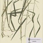 Urochloa subquadripara Blad