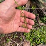 Nuttallanthus canadensis Blatt