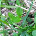 Salix glabra Folha