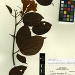 Lundia densiflora
