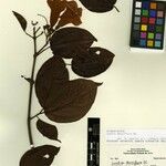Lundia densiflora Други