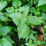 Urtica membranacea Levél