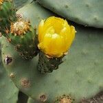 Opuntia ficus-indica Fula