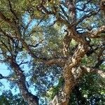 Quercus suber Облик