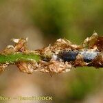 Dryopteris remota Corteza