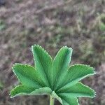 Alchemilla subcrenata Leaf