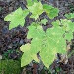Rubus parviflorusLeaf