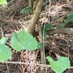 Vitis rotundifolia Leht