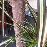 Dracaena reflexa Kaarna