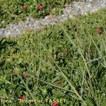 Panicum repens Habit