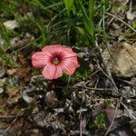 Linum decumbens Kvet