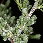 Grayia spinosa Hoja