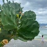 Opuntia stricta 葉