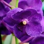 Vanda coerulescens Flors