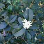 Ligustrum sinense Flor