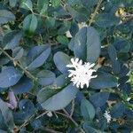 Ligustrum sinense फूल