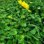 Doronicum orientale Costuma