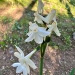 Narcissus papyraceus Flower