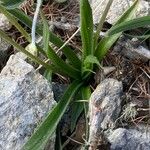 Plantago atrata Blad