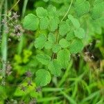 Thalictrum delavayi Ліст