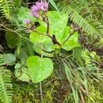 Pericallis aurita Habitus