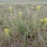 Bulbine abyssinica Hábito