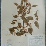 Clematis gouriana 其他