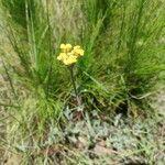 Helichrysum odoratissimum Habit