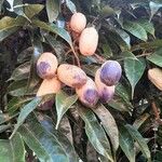 Dacryodes edulis Fruit