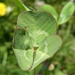 Trifolium hybridum Folha