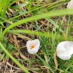 Crocus flavus 花