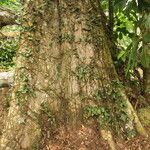Baphia pubescens Συνήθη χαρακτηριστικά