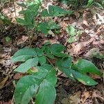 Albizia zygia Hoja