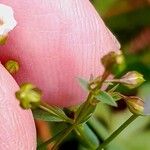 Linum catharticum Flower