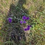 Gutenbergia cordifolia Floro