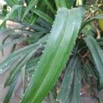 Pandanus purpurascens Hoja