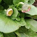 Bellis perennis برگ