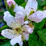 Rubus scaber Flower