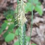 Carex sylvatica Blüte