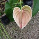 Anthurium andraeanum Flower