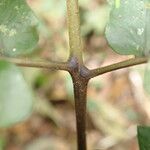 Triplophyllum buchholzii Otro