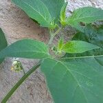 Solanum americanum Fulla