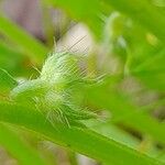 Gastrocotyle hispida Плод