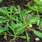 Primula vialii Habitatea