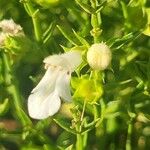 Stachys glutinosa Fiore