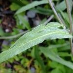 Leontopodium jacotianum Leaf